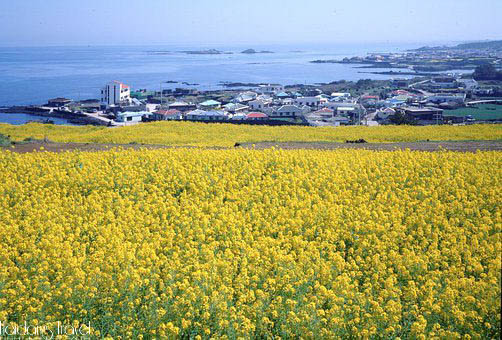Đi tour du lịch Hàn Quốc ngắm cánh đồng hoa cải ở Jeju