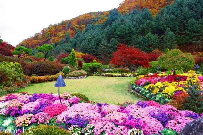Tham quan vườn hoa Morning Calm trong tour du lịch Hàn Quốc
