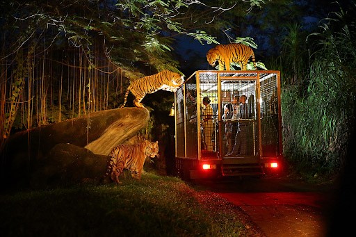 Night Safari 