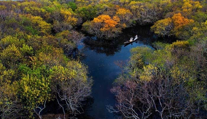Rừng ngập mặn Rú Chá - khu du lịch sinh thái ở Huế bạn không thể bỏ qua