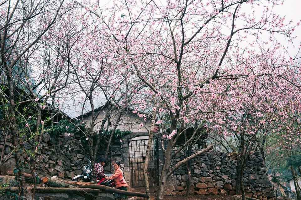 Khung cảnh Hà Giang vào mùa xuân