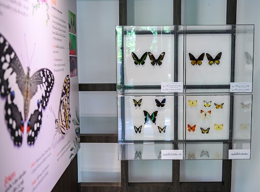 Bảo tàng trưng bày vật mẫu ở vườn bướm Thái Lan