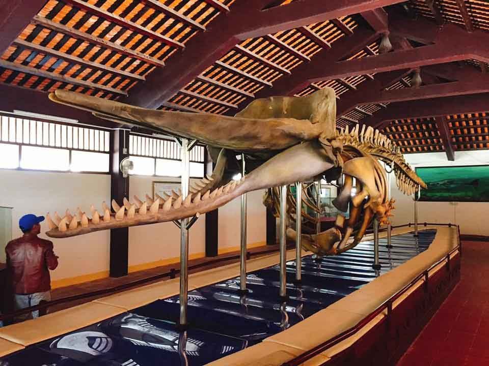 Bộ xương cá voi dài gần 20m tại nhà trưng bày cốt Ông Hải Nam tại Vạn An Thạnh.
