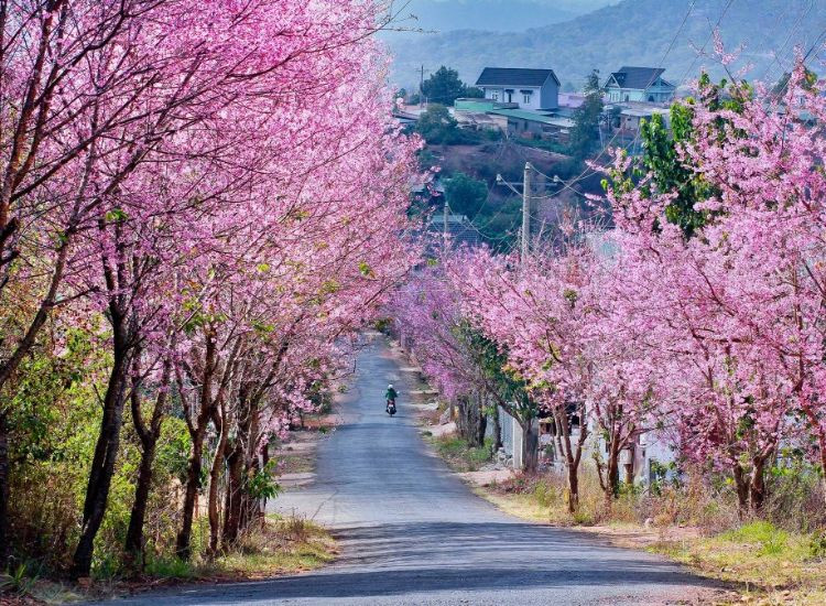 Lịch trình Các tour du lịch Đà Lạt Tết 2026 Các tour du lịch Đà Lạt Tết 2026 2