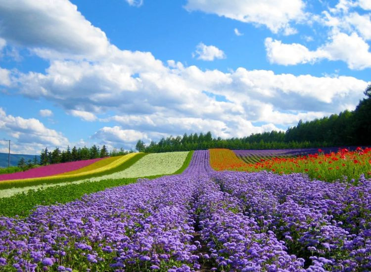 kinh nghiệm cho các tour du lịch Đà Lạt Tết 2026 Các tour du lịch Đà Lạt Tết 2026 3