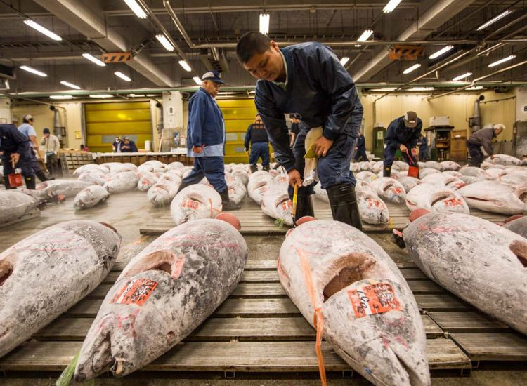 Chợ cá Tsukiji 1