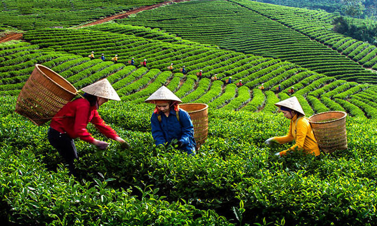 Đồi chè Mộc Châu