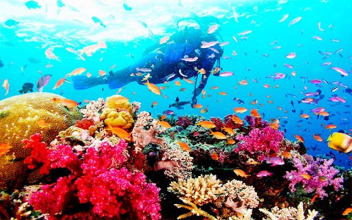 Lặn ngắm thế giới san hô tại Cù Lao Chàm
