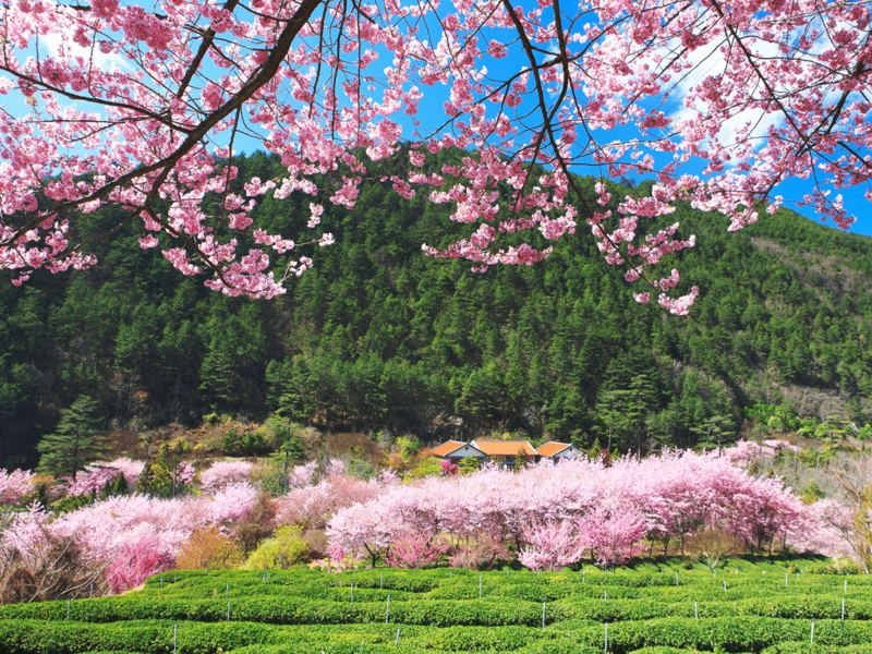 Hoa anh đào Đài Loan