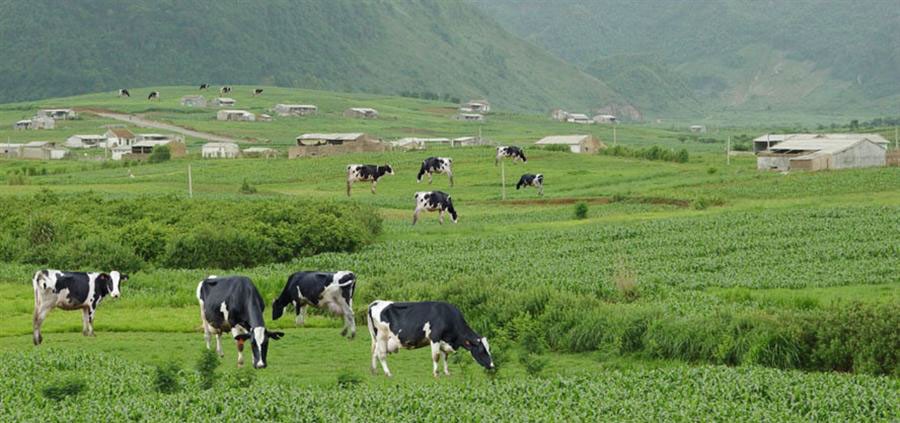Hình ảnh nông trại bò sữa Mộc Châu