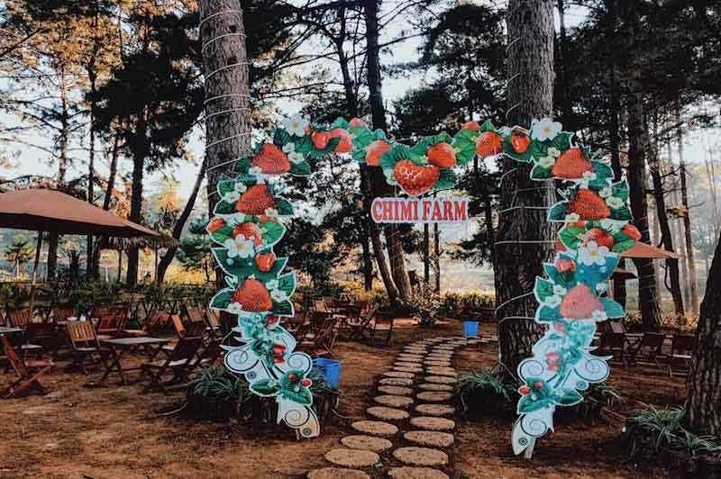 Hình ảnh vườn dâu ChiMi Farm Mộc Châu 