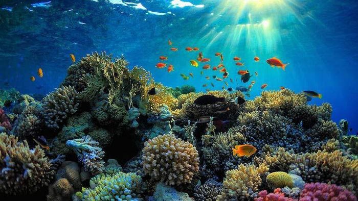 Hệ sinh thái dưới biển