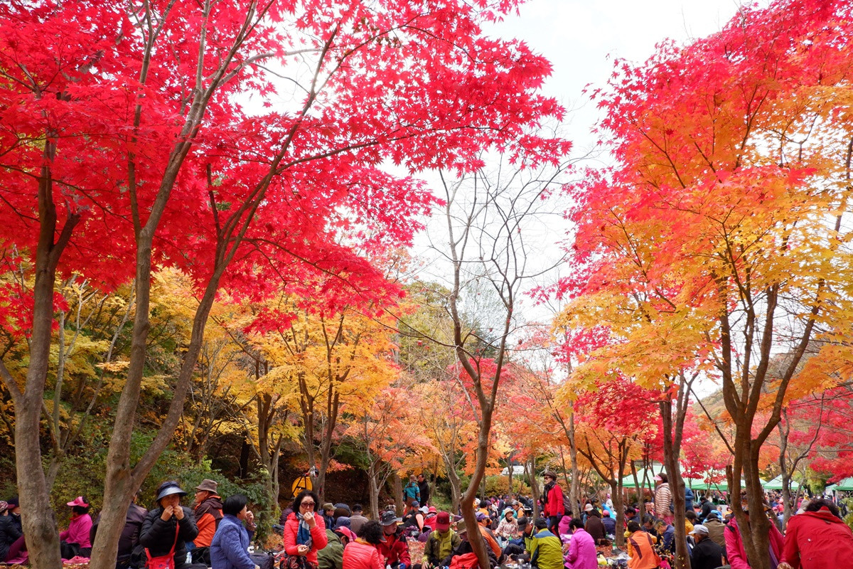 Kinh nghiệm ngắm lá đỏ Kinh nghiệm ngắm lá đỏ
