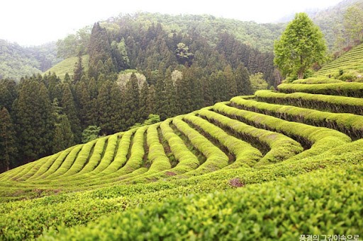 Lễ hội trà xanh Beseong