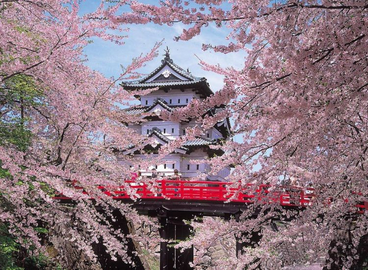 Lịch hoa Anh Đào Nhật Bản 2