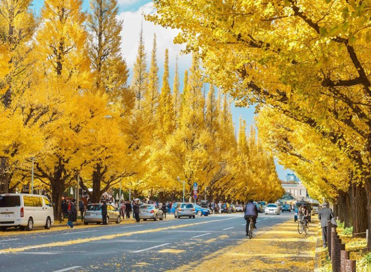 Cung Đường Vàng Nhật Bản là gì? Vì sao ai cũng muốn trải nghiệm? lịch trình Cung Đường Vàng Nhật Bản 1