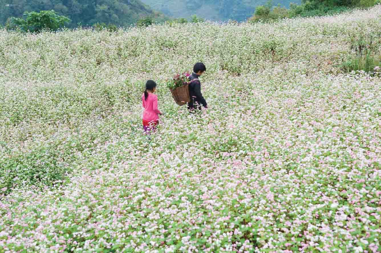 Cánh đồng hoa Tam Giác Mạch vào tháng 9 tại Mộc Châu
