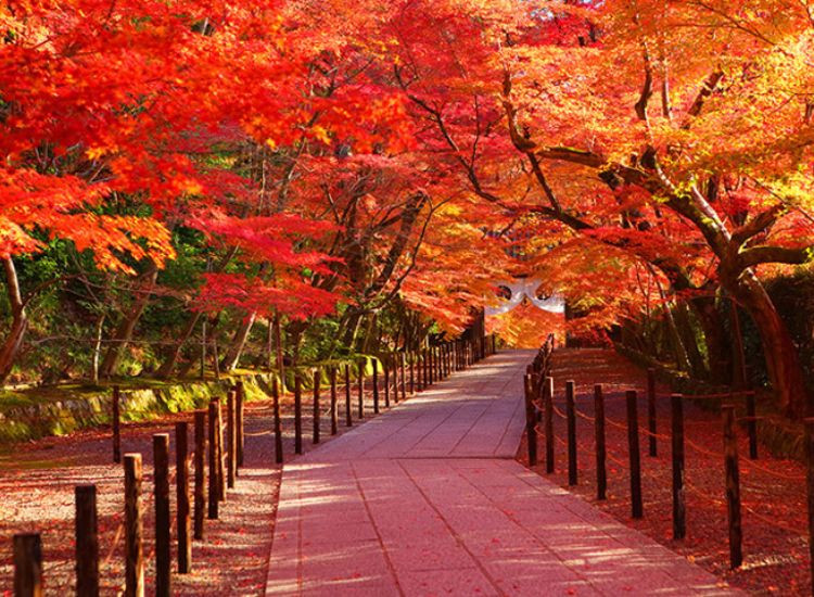cung đường ngắm lá đỏ Momiji đẹp nhất Kyoto Mùa lá đỏ Nhật Bản 2
