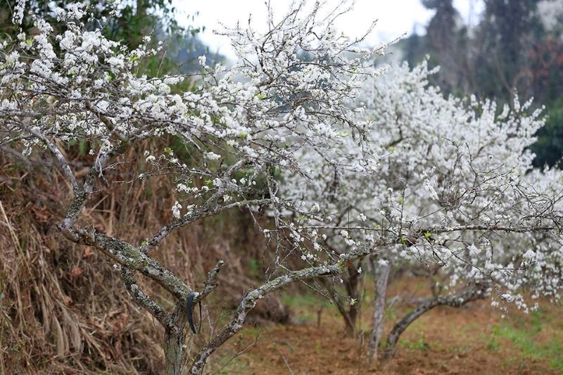 Hoa mận trắng ở Bắc Hà