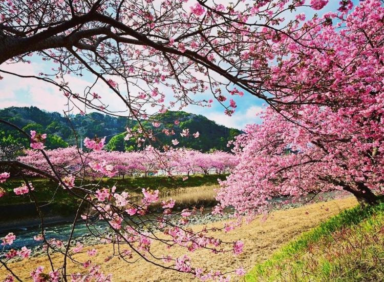 mỹ phẩm Nhật Bản 1