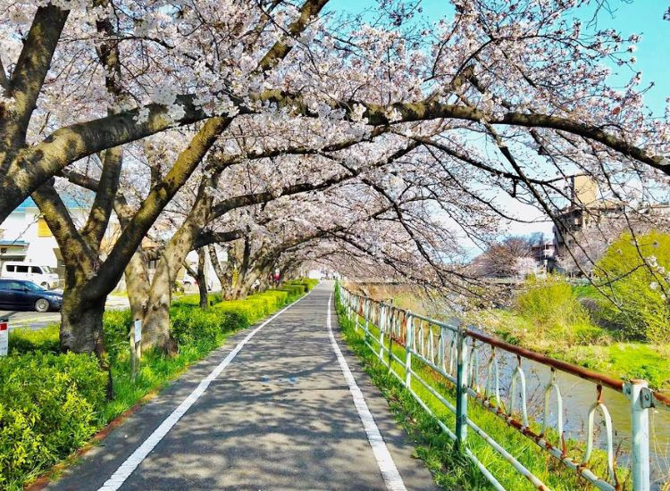 Nên đi Nhật mấy ngày 2