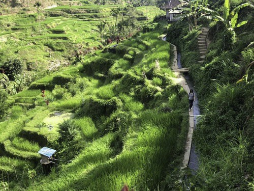 Ruộng bậc thang ở làng Kintamani - Kinh nghiệm du lịch Bali tự túc