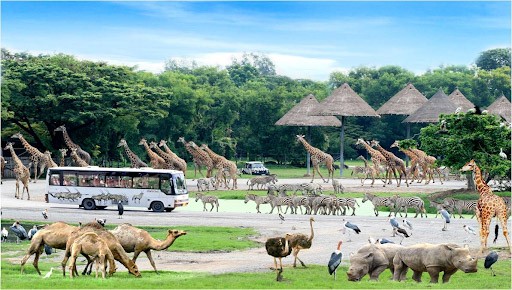 kinh nghiệm đi du lịch Thái Lan theo tour, trải nghiệm Safari World