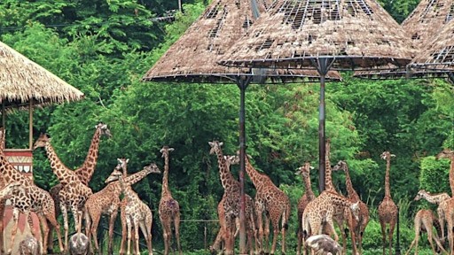 Địa điểm du lịch Thái Lan Safari World