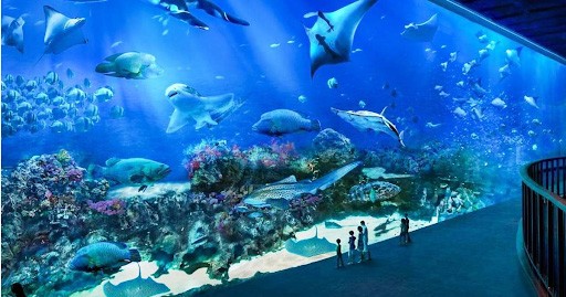 Thuỷ cung SEA Aquarium 