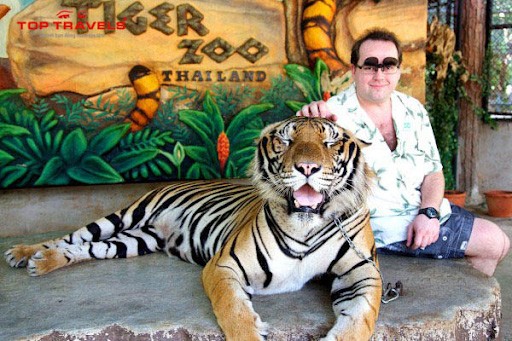 tour du lịch Thái Lan giá rẻ từ Hà Nội - tiger zoo