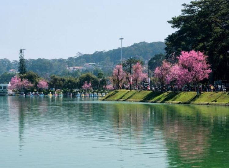 Kinh nghiệm chọn tour Đà Lạt Tết Nguyên đán 2026 tour Đà Lạt tết 2026 trọn gói 2