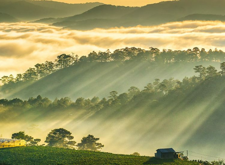 tour Đà Lạt Tết Nguyên đán 2026 trọn gói 1