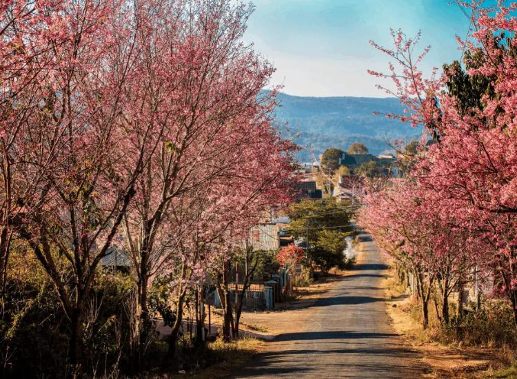 tour Đà Lạt Tết Nguyên đán 2026 trọn gói 3