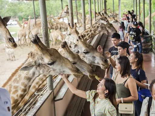 Tham quan vườn thú Safari World Thái Lan