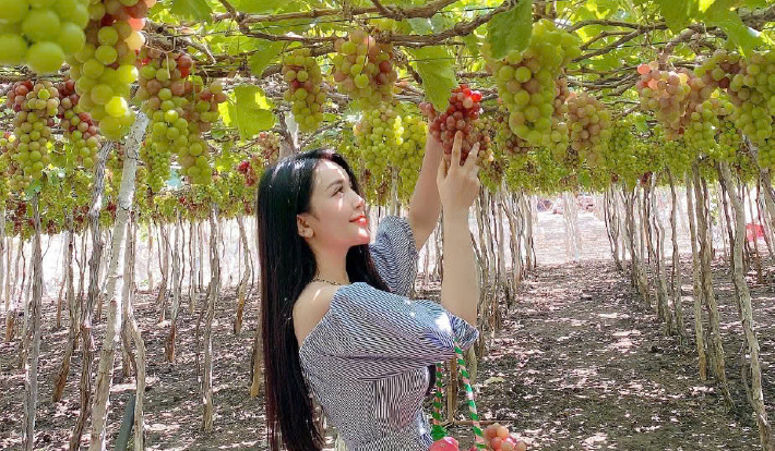 [TOUR DU LỊCH TẾT 2026] CAM RANH- NHA TRANG- VỊNH SAN HÔ- VINWONDERS 3N3Đ