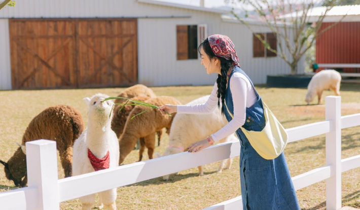 [TOUR DU LỊCH TẾT 2026] LIMOUSINE ĐÀ LẠT - PUPPY FARM - THÁC VOI - BUFFET 2N2Đ