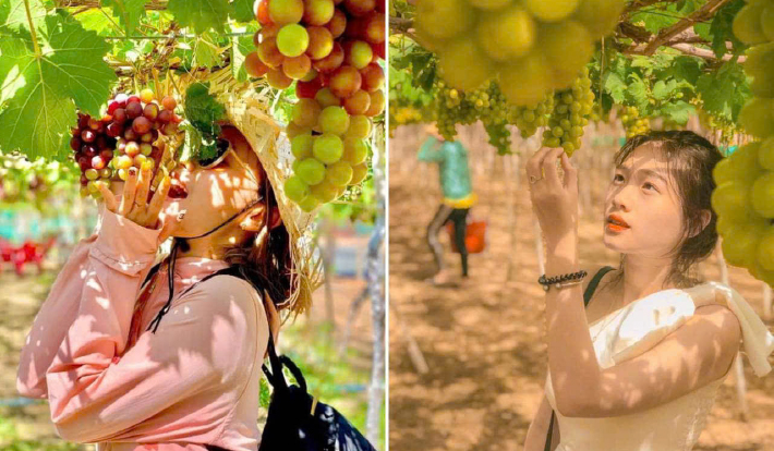 [TOUR DU LỊCH TẾT 2026] LIMOUSINE NINH CHỮ - VỊNH VĨNH HY - CAM RANH - BỮA TỐI HẢI SẢN 3N2D