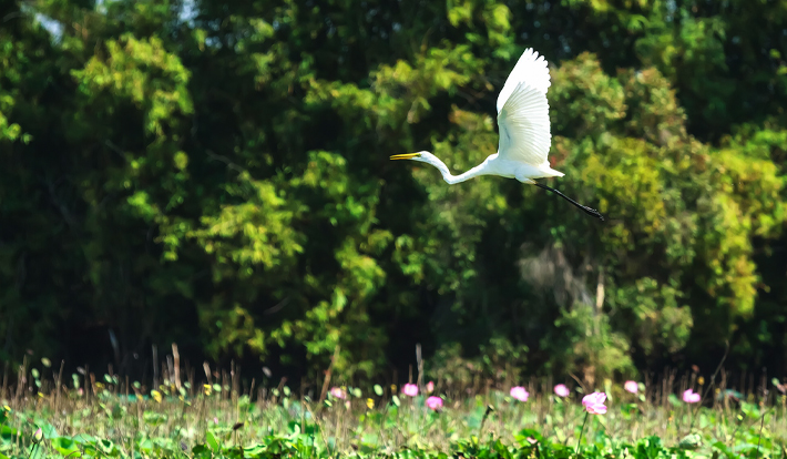 [TOUR TẾT 2026] LÀNG HOA SA ĐÉC 1 NGÀY
