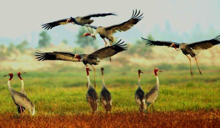 [TOUR TẾT 2026] LÀNG HOA SA ĐÉC 1 NGÀY