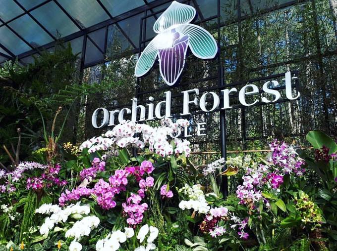 Orchid Forest là nơi trồng và nhân giống hoa lan tọa lạc tại Bandung, Indonesia với khoảng 20.000 chậu treo lơ lửng trên thân cây thông cùng một số loại lan hiếm được chăm sóc trong nhà kính. Đây là điểm đến hút người yêu hoa ở đảo quốc. Orchid Forest là nơi trồng và nhân giống hoa lan tọa lạc tại Bandung, Indonesia với khoảng 20.000 chậu treo lơ lửng trên thân cây thông cùng một số loại lan hiếm được chăm sóc trong nhà kính. Đây là điểm đến hút người yêu hoa ở đảo quốc.