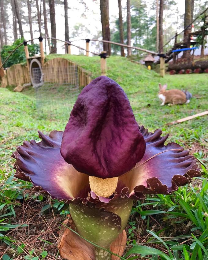 Bên cạnh đó, Orchid Forest còn bảo tồn nhiều giống cây lạ mọc tự nhiên trong rừng. Một công viên thỏ cho trẻ em vui chơi, cho thỏ ăn... Vì thế nơi này lý tưởng dành cho các gia đình dã ngoại cuối tuần, cũng là gợi ý không tồi nếu gia đình bạn du lịch tự túc ở Indonesia. Bên cạnh đó, Orchid Forest còn bảo tồn nhiều giống cây lạ mọc tự nhiên trong rừng. Một công viên thỏ cho trẻ em vui chơi, cho thỏ ăn... Vì thế nơi này lý tưởng dành cho các gia đình dã ngoại cuối tuần, cũng là gợi ý không tồi nếu gia đình bạn du lịch tự túc ở Indonesia.