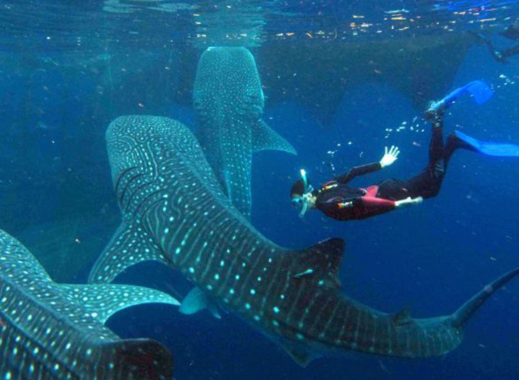 Bơi cùng cá mập voi tại Ningaloo Reef Tây Úc Du khách bơi cùng cá mập voi tại rạn san hô Ningaloo Reef Úc mùa tháng 3–7