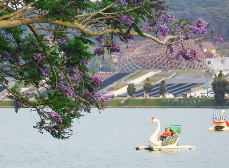 Giải đáp thắc mắc về tour Đà Lạt Tết 2026 giá rẻ tour Đà Lạt Tết 2026 giá rẻ 3