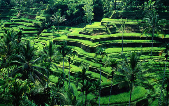 Ruộng bậc thang nổi tiếng ở Bali. Ảnh: Mayong neu-chi-co-1-ngay-o-bali-ivivu-2