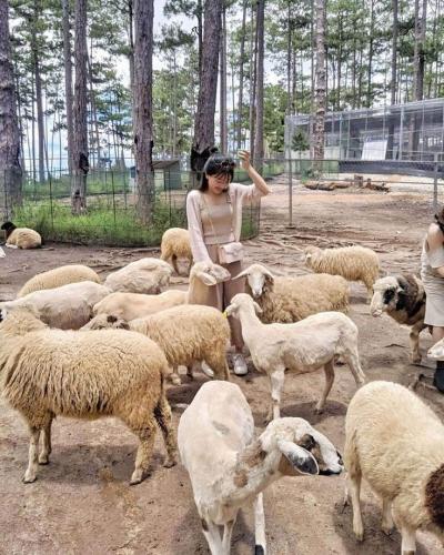 Du lịch Đà Lạt 2026: Khám phá vườn thú Zoodoo