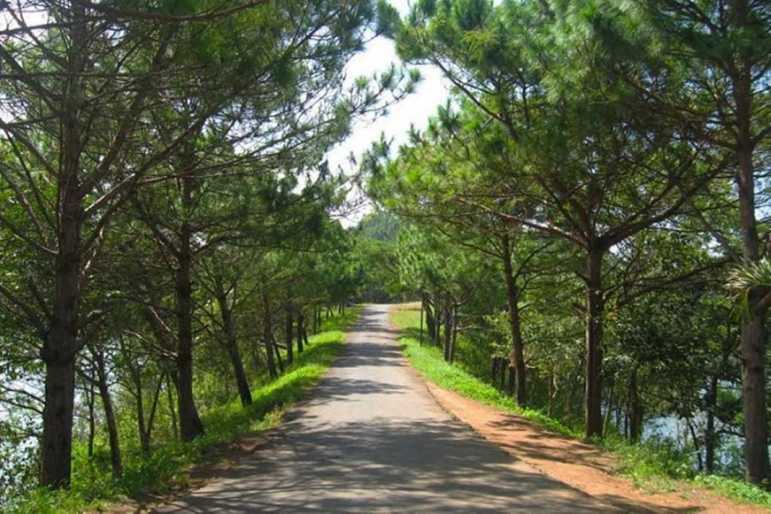rung-thong-mang-den-hinh-anh-da-lat-thu-nho-trong-long-kon-tum-1-1658825845