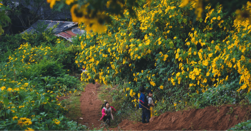 Tour Măng Đen Hết Bao Nhiêu Tiền