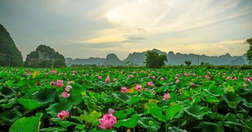 Đồng Tháp Sau Sáp Nhập 2025 - Diện Tích Mới, Dân Số & Cơ Hội Phát Triển Du Lịch Miền Tây