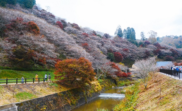 Nếu như hoa anh đào mùa xuân được gọi là sakura thì hoa anh đào mùa thu ở Obara được gắn với tên gọi shiki-zakura. Loài hoa này nở hai lần một năm, lần đầu tiên là vào mùa xuân và lần thứ hai là khoảng cuối tháng 11. Hiện tượng độc đáo này thu hút 150.000 du khách mỗi năm tới đây để chiêm ngưỡng.