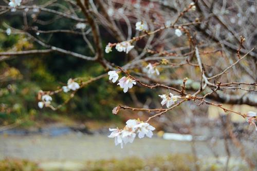 Hoa anh đào trái mùa ở ngôi làng Nhật Bản